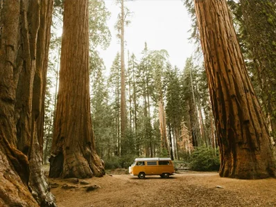 Professionally Maintained Vehicles